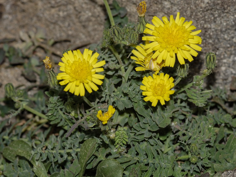 Sonchus tenerrimus.05