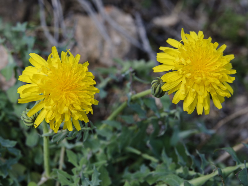 Sonchus tenerrimus.07