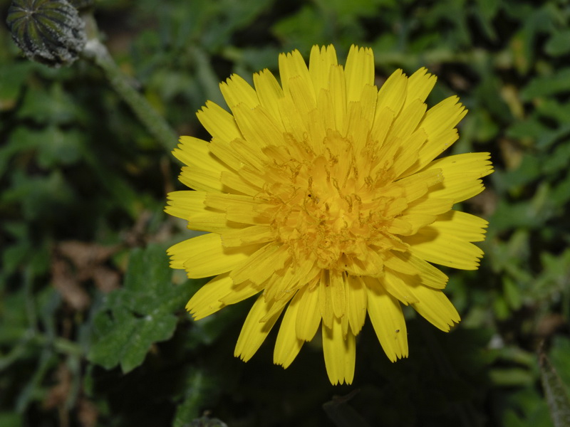 Sonchus tenerrimus.08