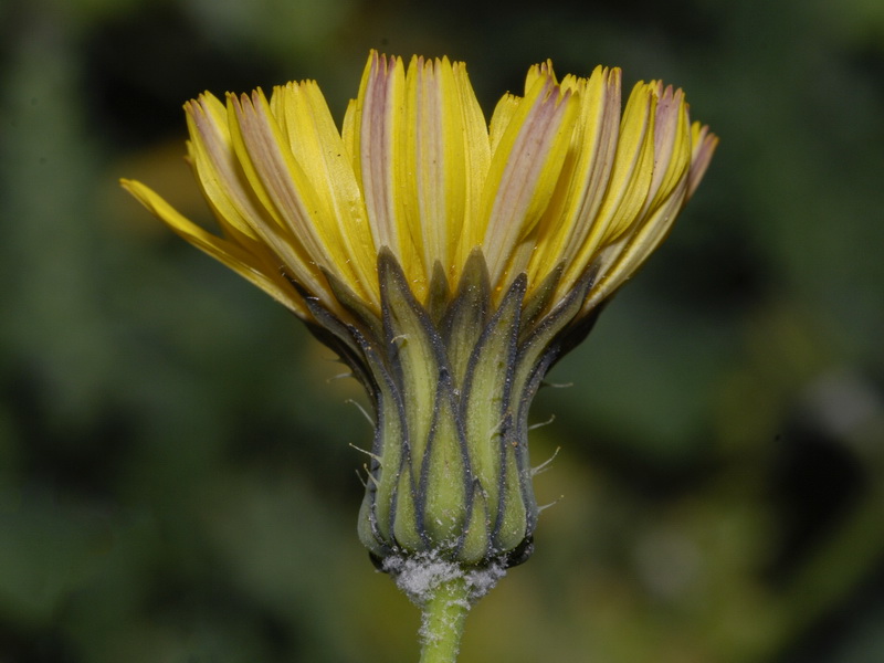 Sonchus tenerrimus.10