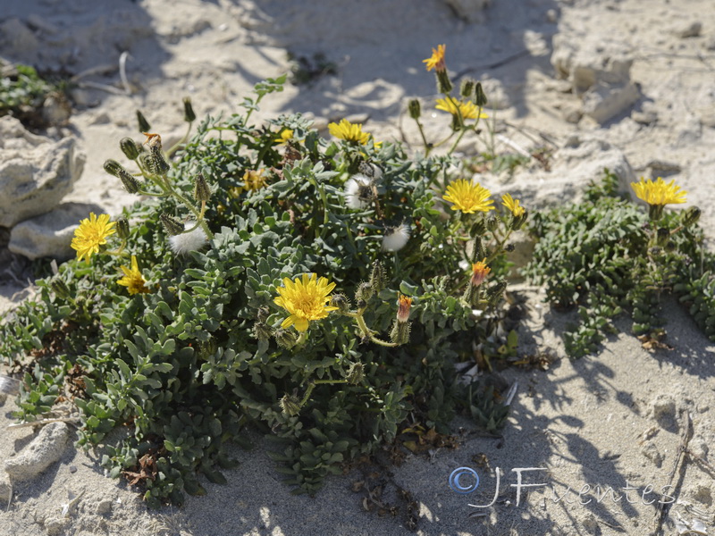 Sonchus tenerrimus.13