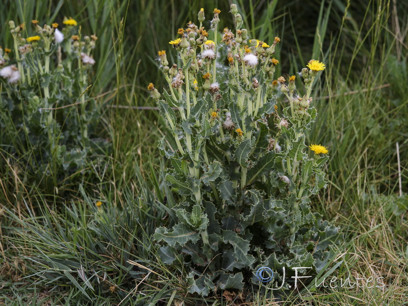 Sonchus x novocastellanus.01