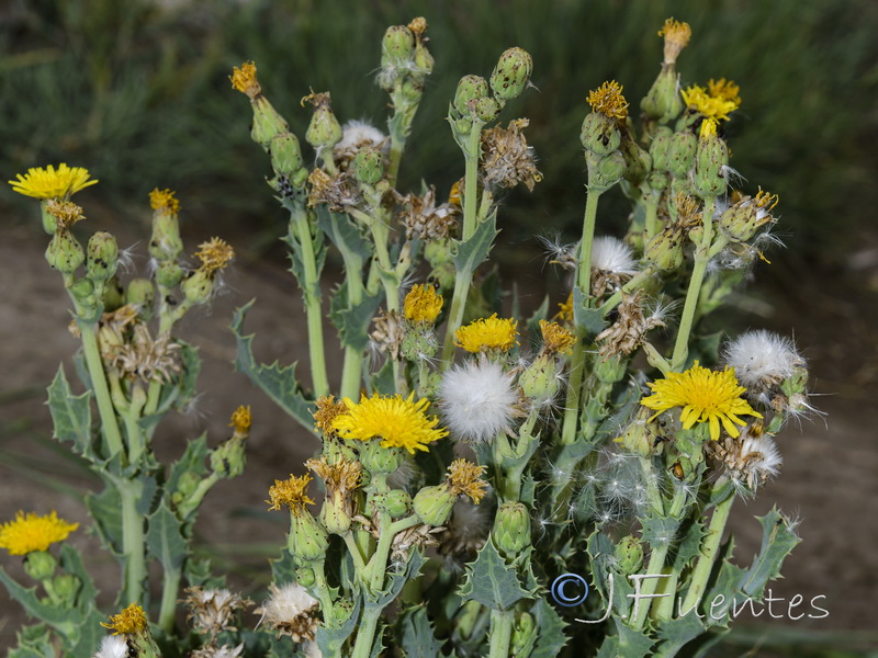 Sonchus x novocastellanus.04