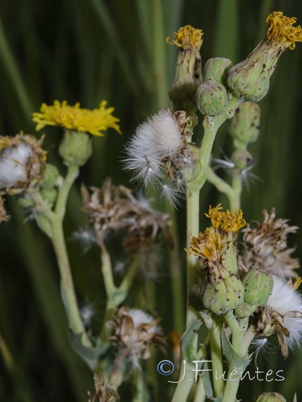 Sonchus x novocastellanus.05