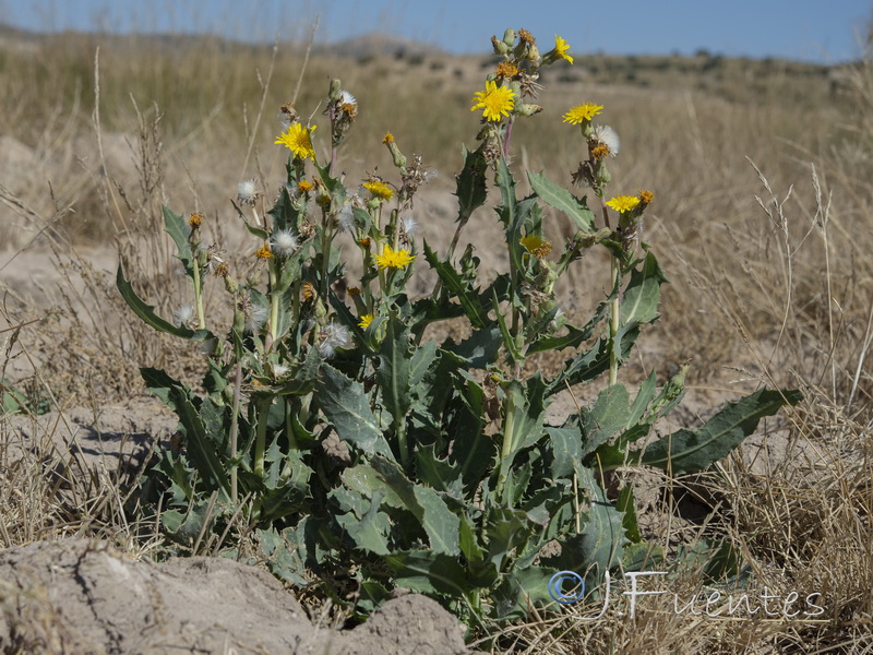 Sonchus x novocastellanus.07