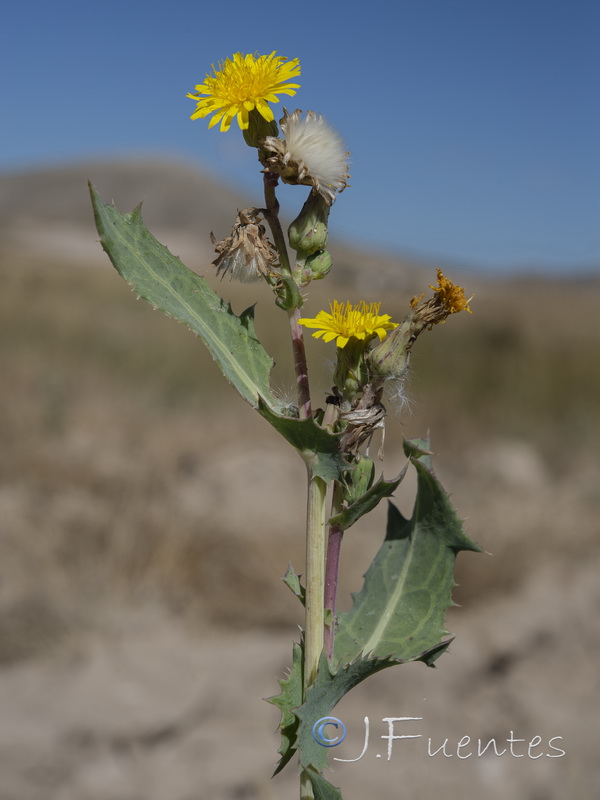 Sonchus x novocastellanus.08