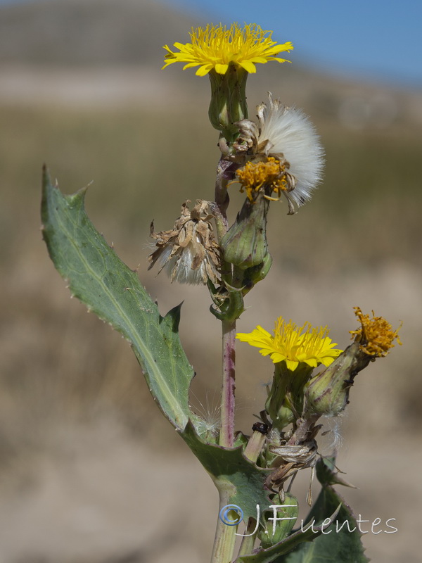 Sonchus x novocastellanus.10