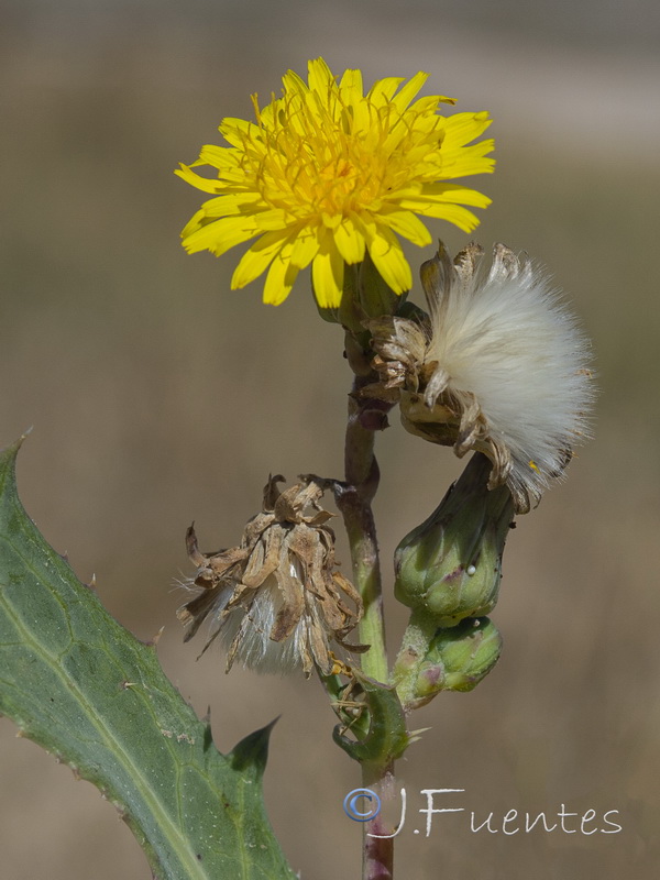 Sonchus x novocastellanus.11