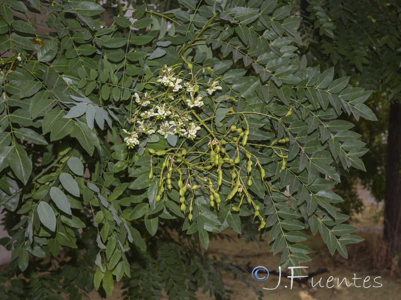 Sophora japonica.01