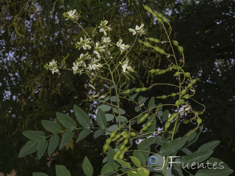 Sophora japonica.03