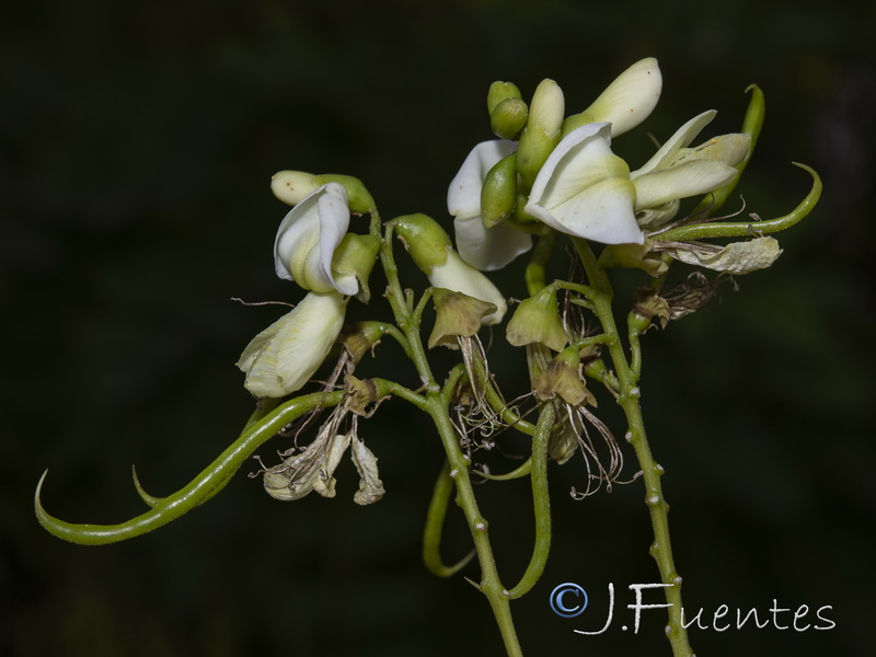 Sophora japonica.05