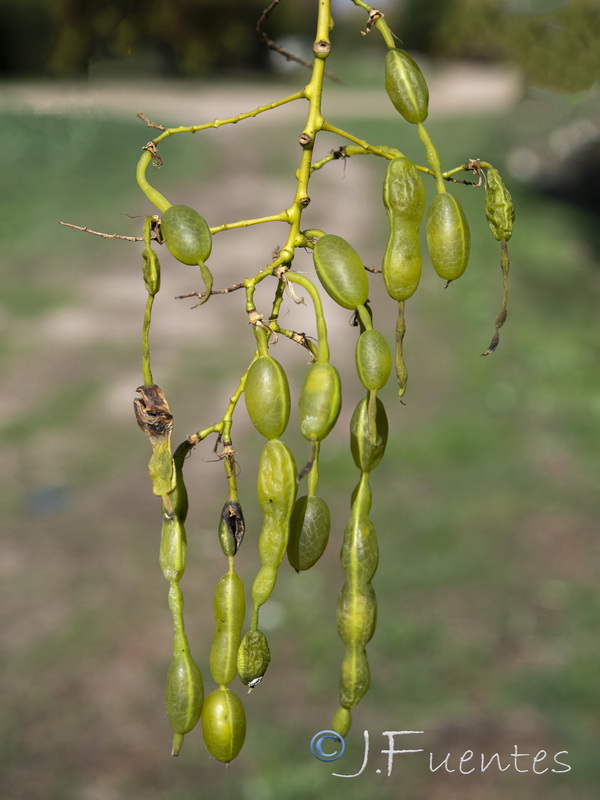 Sophora japonica.07