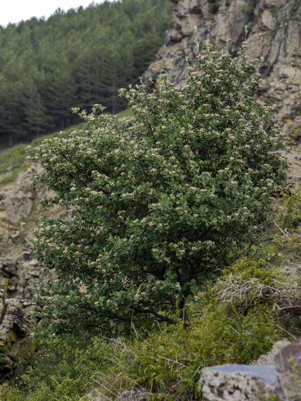 Sorbus aria.01