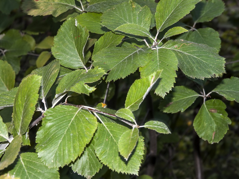 Sorbus aria.05