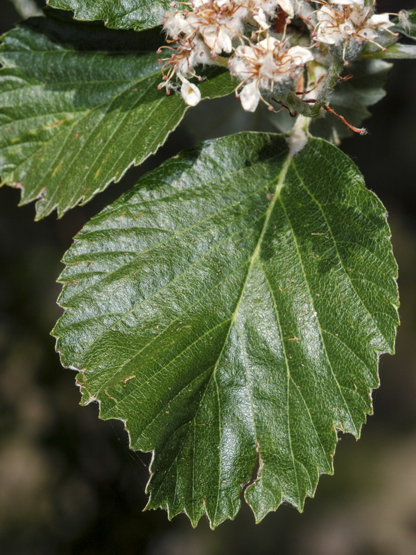 Sorbus aria.06