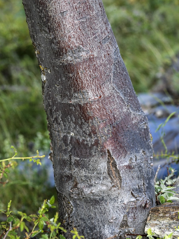 Sorbus aria.08