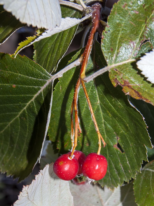 Sorbus aria.11