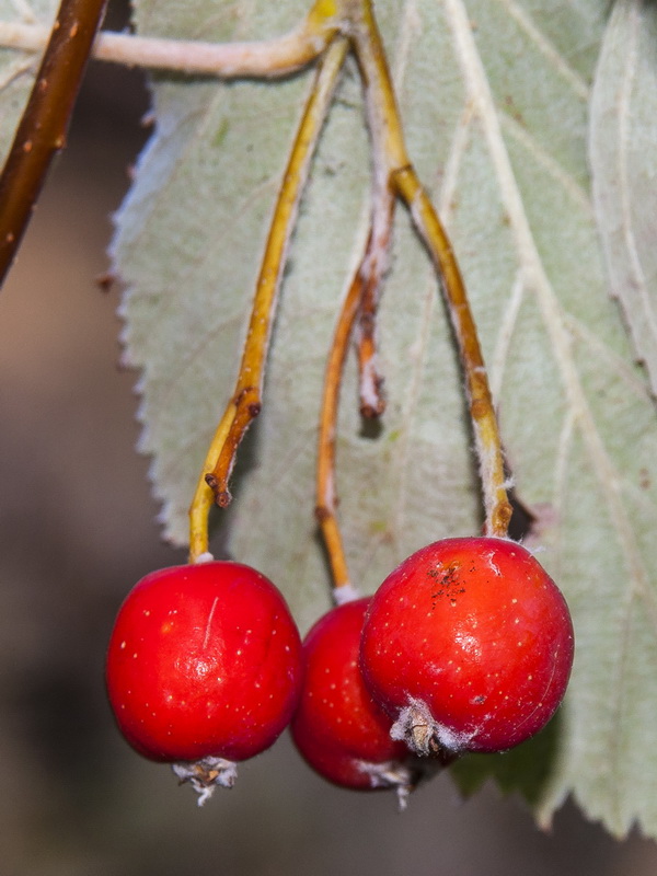 Sorbus aria.12