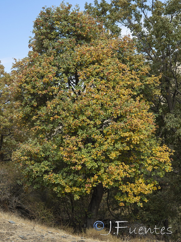 Sorbus aria.13