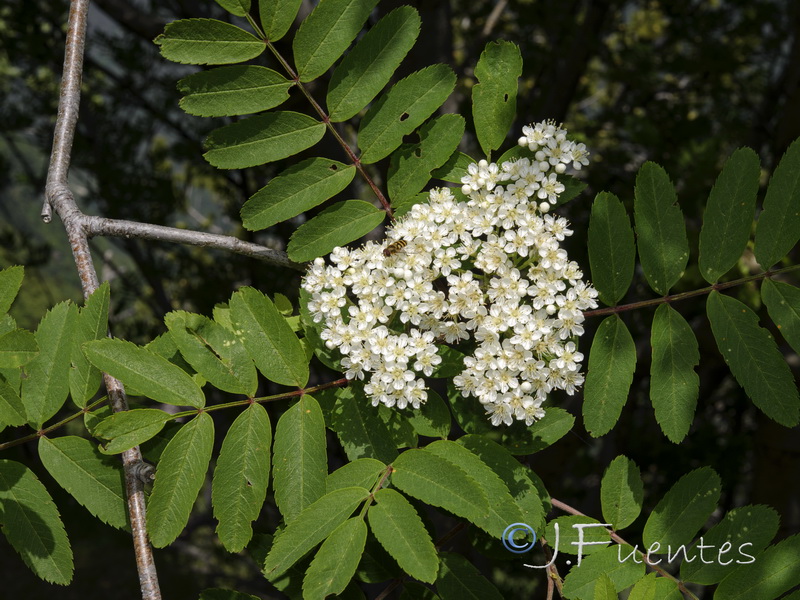 Sorbus aucuparia.02