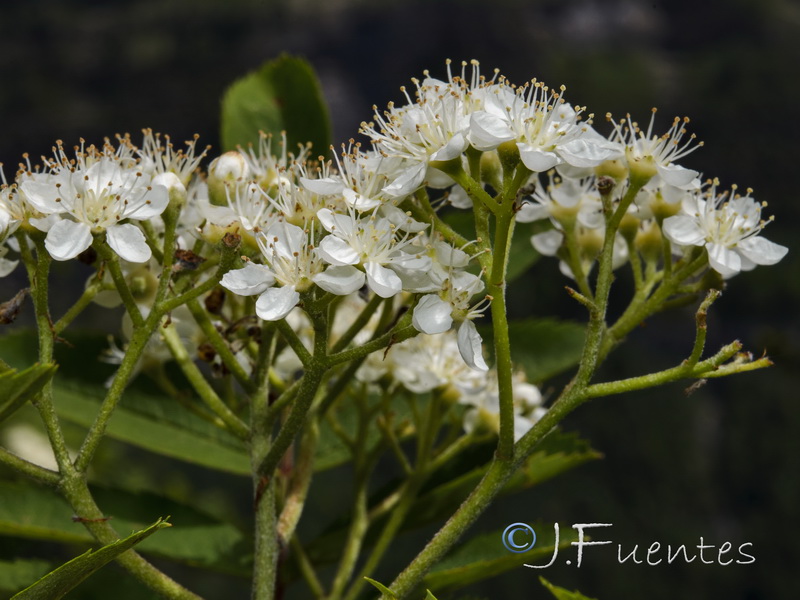 Sorbus aucuparia.05