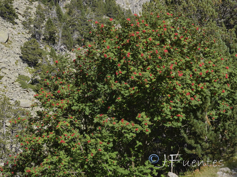 Sorbus aucuparia.06