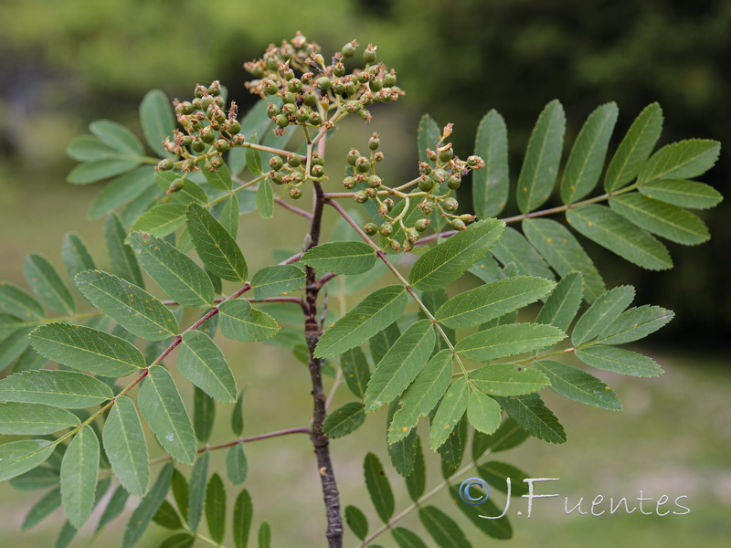 Sorbus aucuparia.08