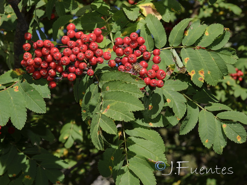 Sorbus aucuparia.10