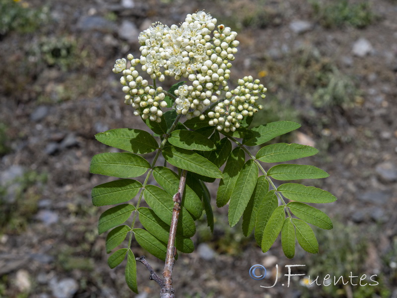 Sorbus aucuparia.11