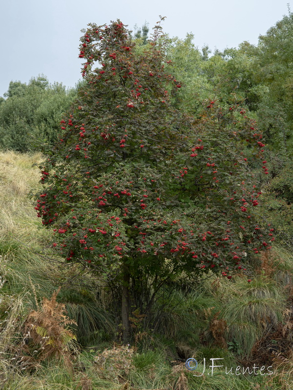 Sorbus aucuparia.13