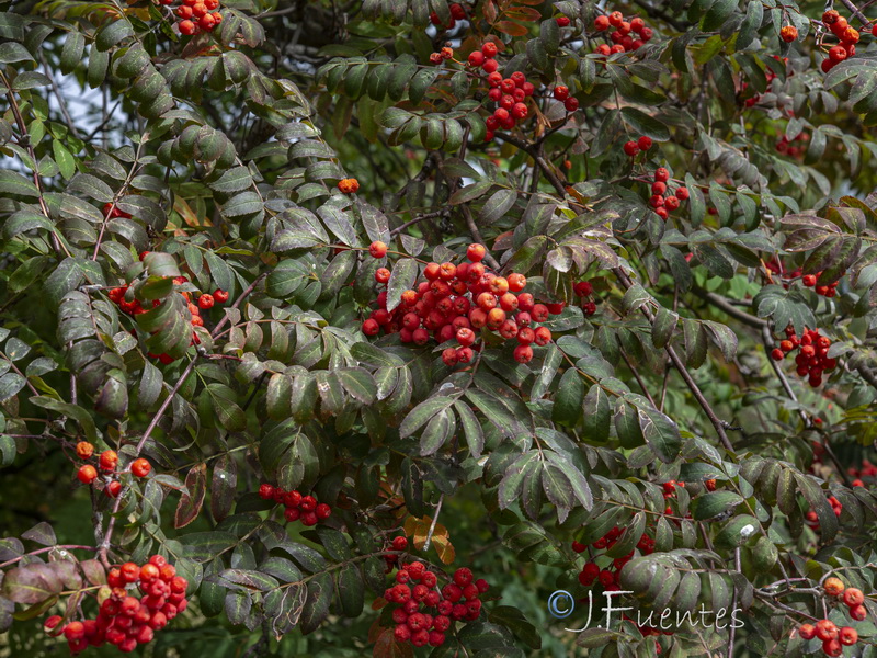 Sorbus aucuparia.15