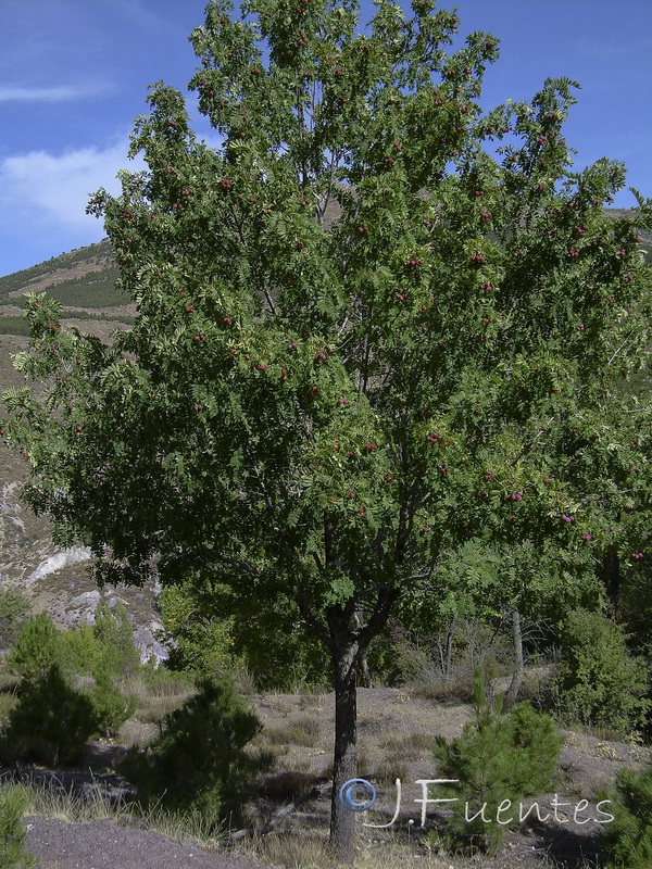 Sorbus domestica.01