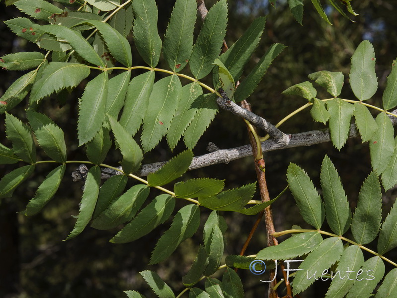 Sorbus domestica.03