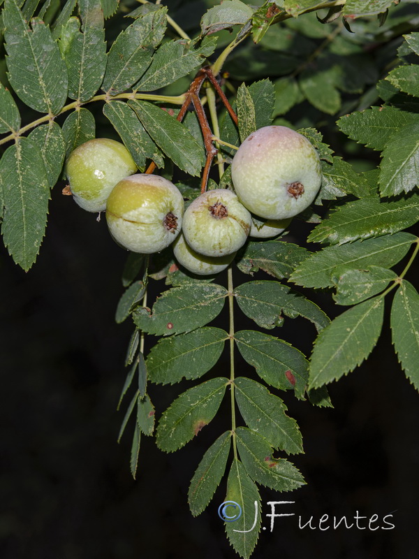 Sorbus domestica.04