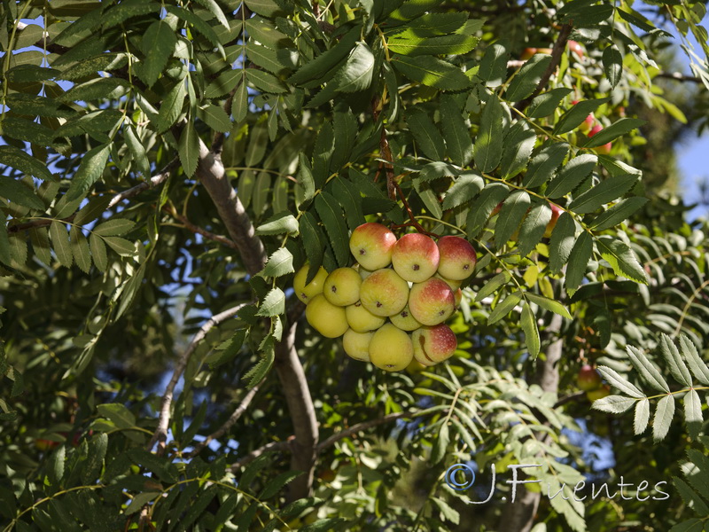 Sorbus domestica.05