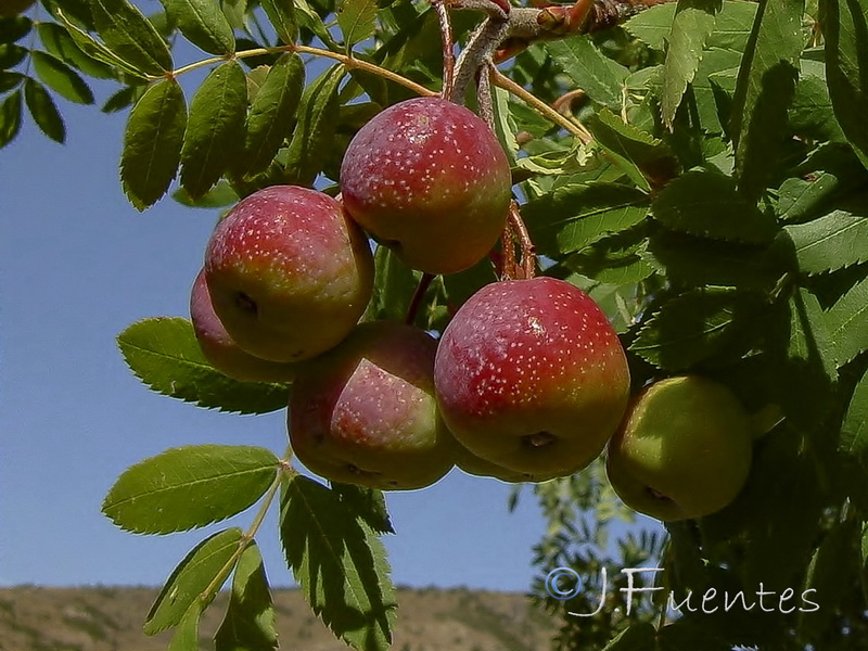 Sorbus domestica.07