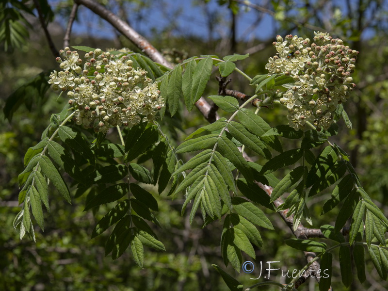 Sorbus domestica.08