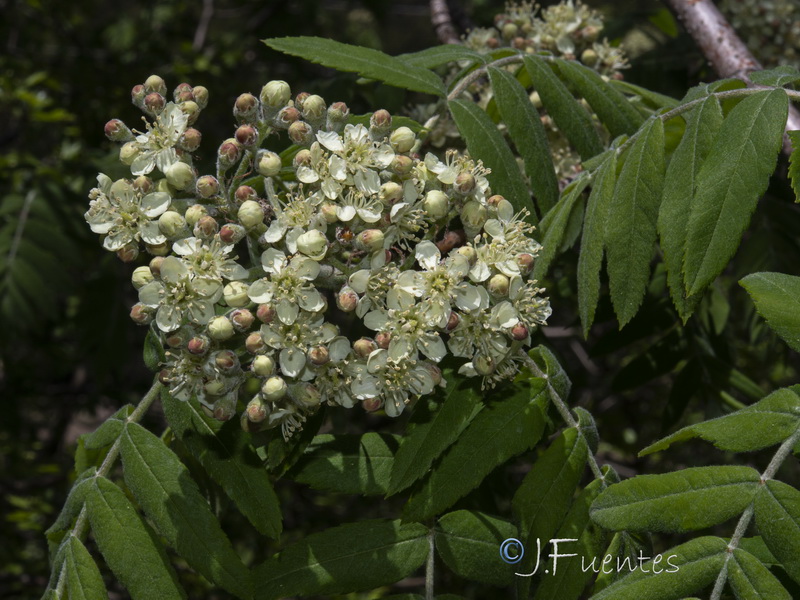 Sorbus domestica.09