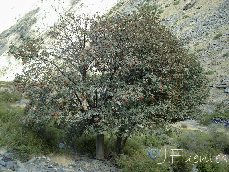 Sorbus hybrida.01