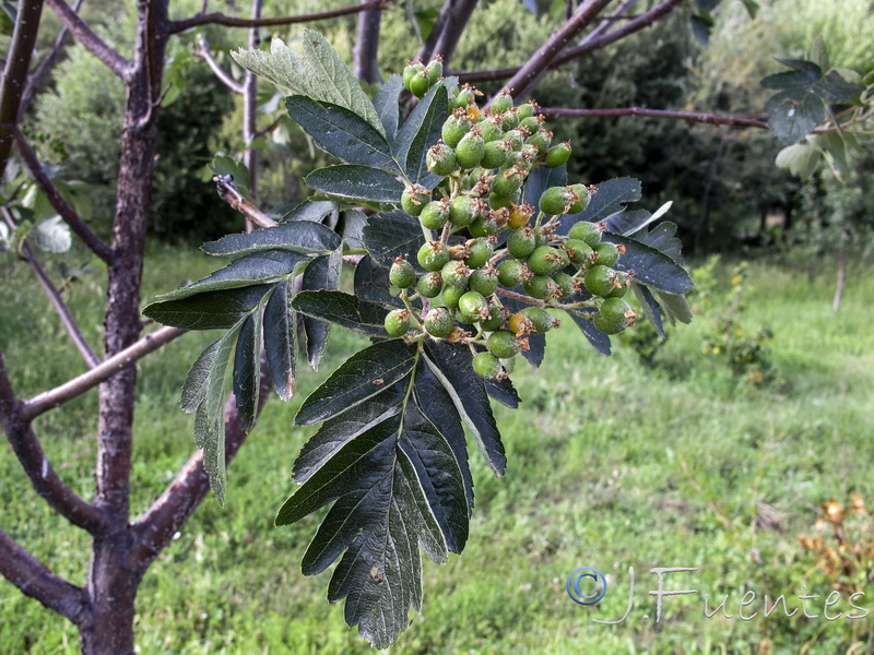 Sorbus hybrida.03