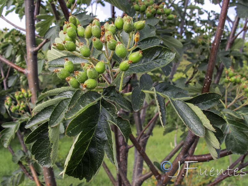 Sorbus hybrida.06