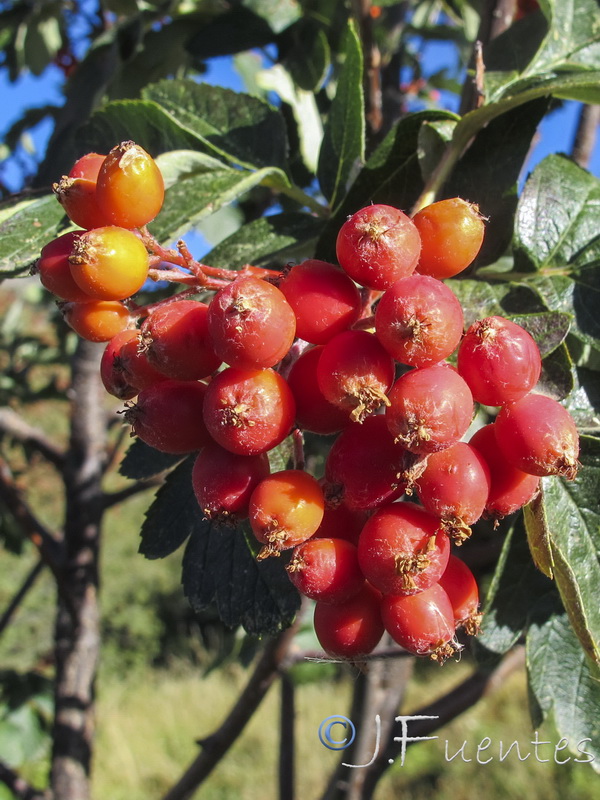 Sorbus hybrida.09