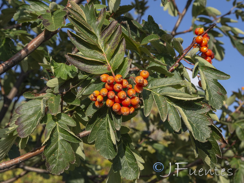 Sorbus hybrida.10