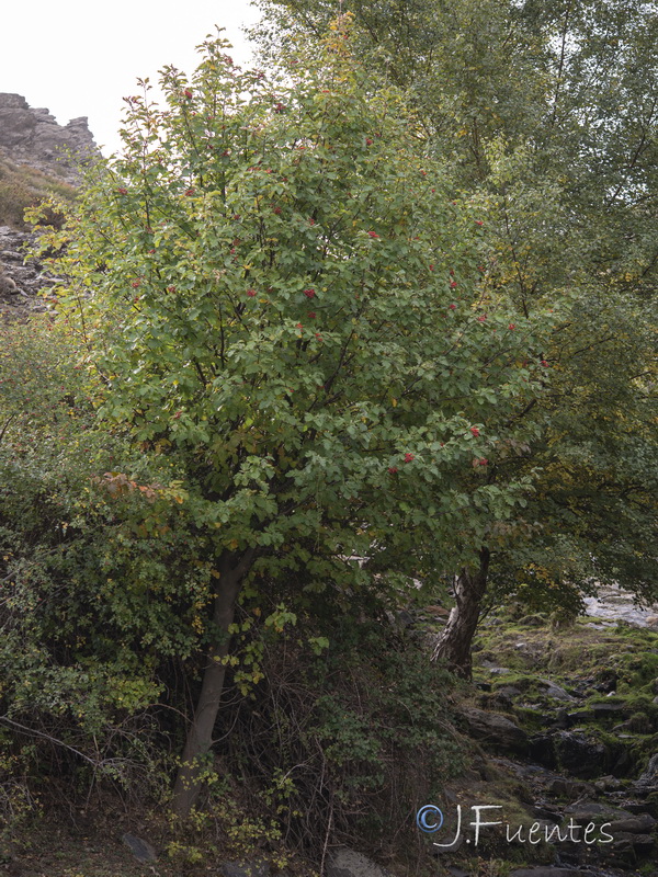 Sorbus hybrida.13