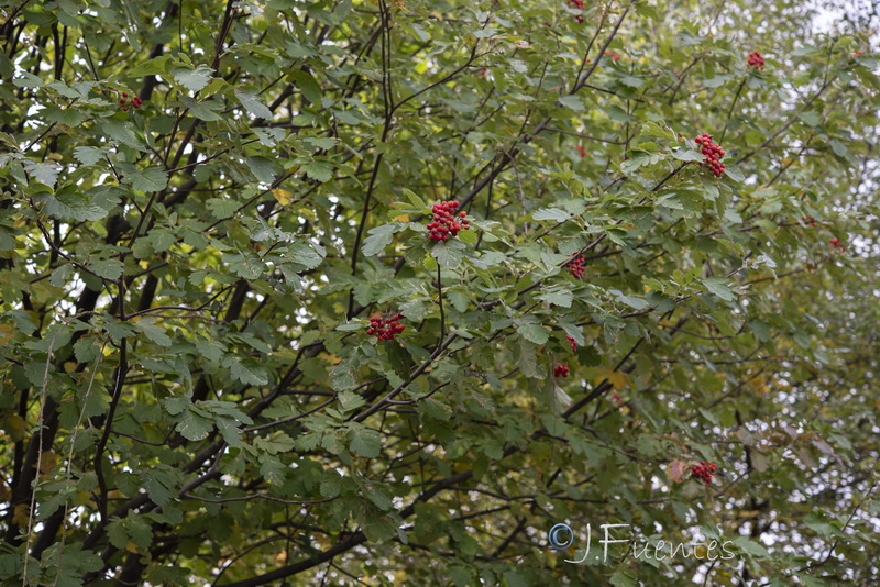 Sorbus hybrida.14