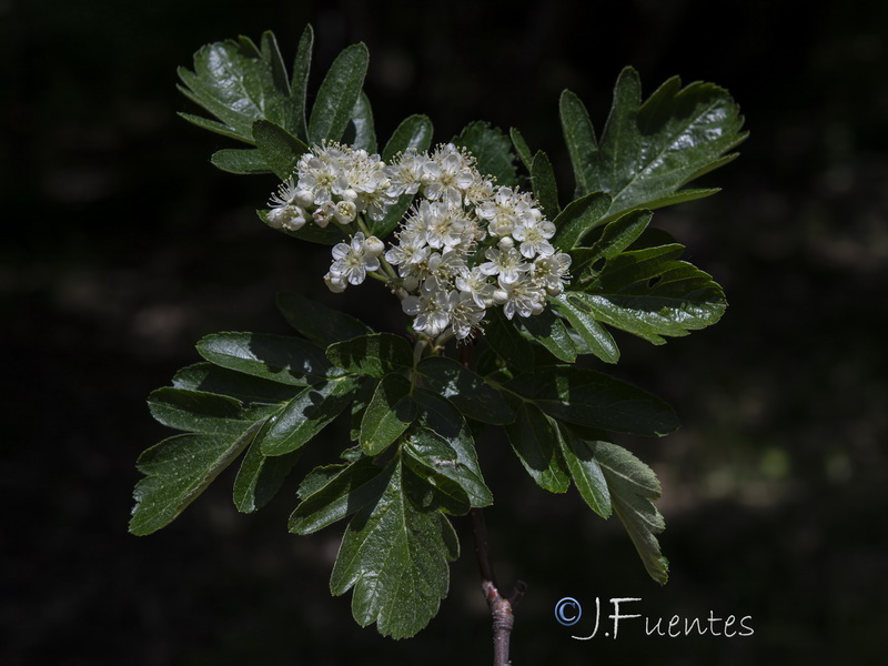 Sorbus hybrida.19