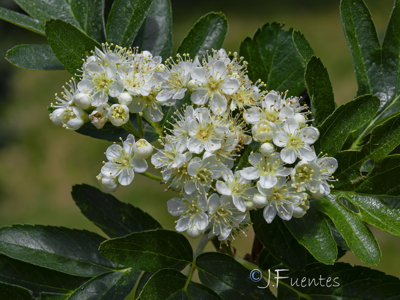 Sorbus hybrida.20