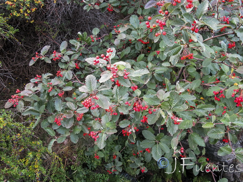 Sorbus intermedia.05