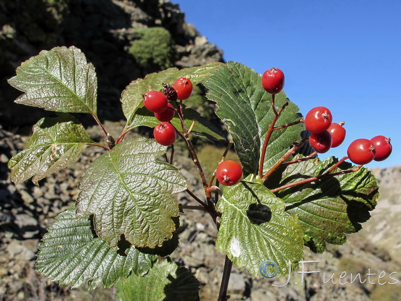 Sorbus intermedia.09