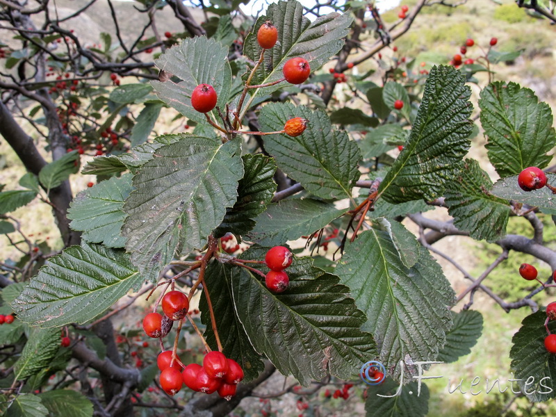 Sorbus intermedia.14